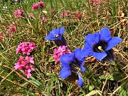 47 Gentiana clusii (Genziana di Clusius) con Daphne cneorum (Cneoro)